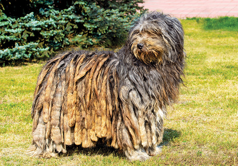 Breed Standard - Bergamasco Shepherd Dog