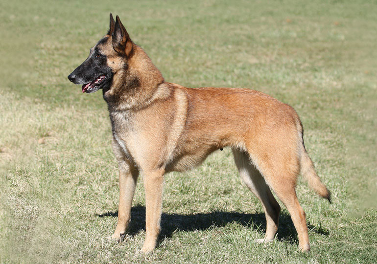 belgian_shepherd_dog__malinois_