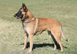 belgian_shepherd_dog__malinois_