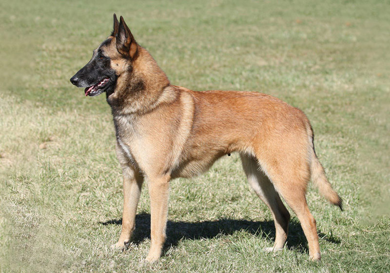belgian_shepherd_dog__malinois_