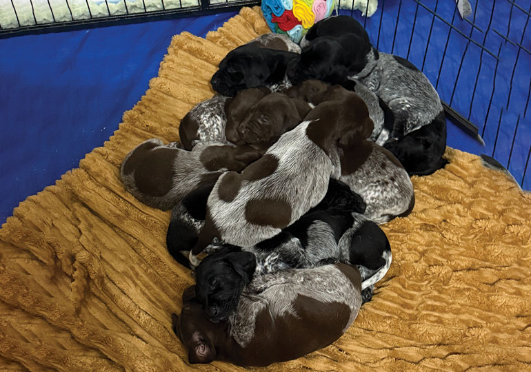 Breeder Gallery Large Image