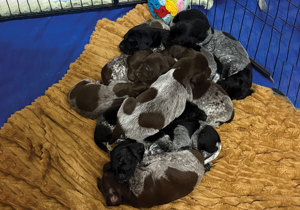 Breeder - Mrs Josephine Drury