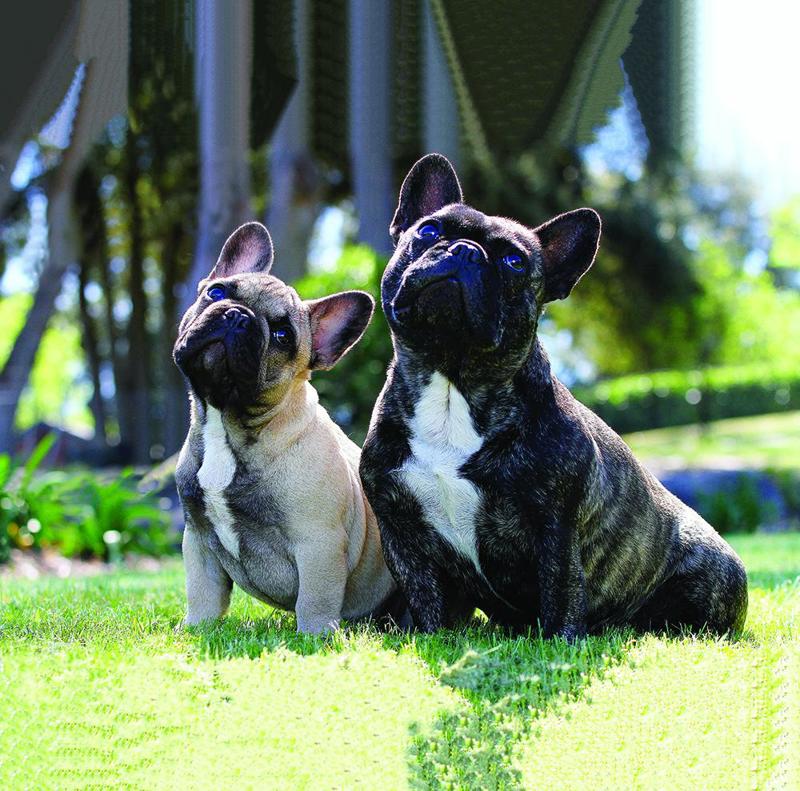 Ffire Photography.Two Frenchies edited - Copy