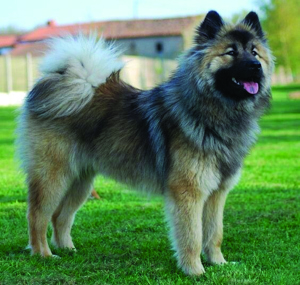 Eurasier