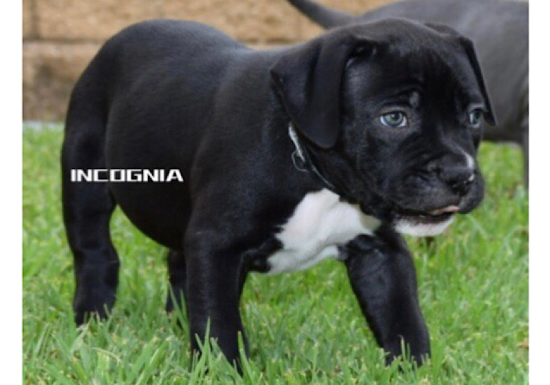Breeder Gallery Large Image