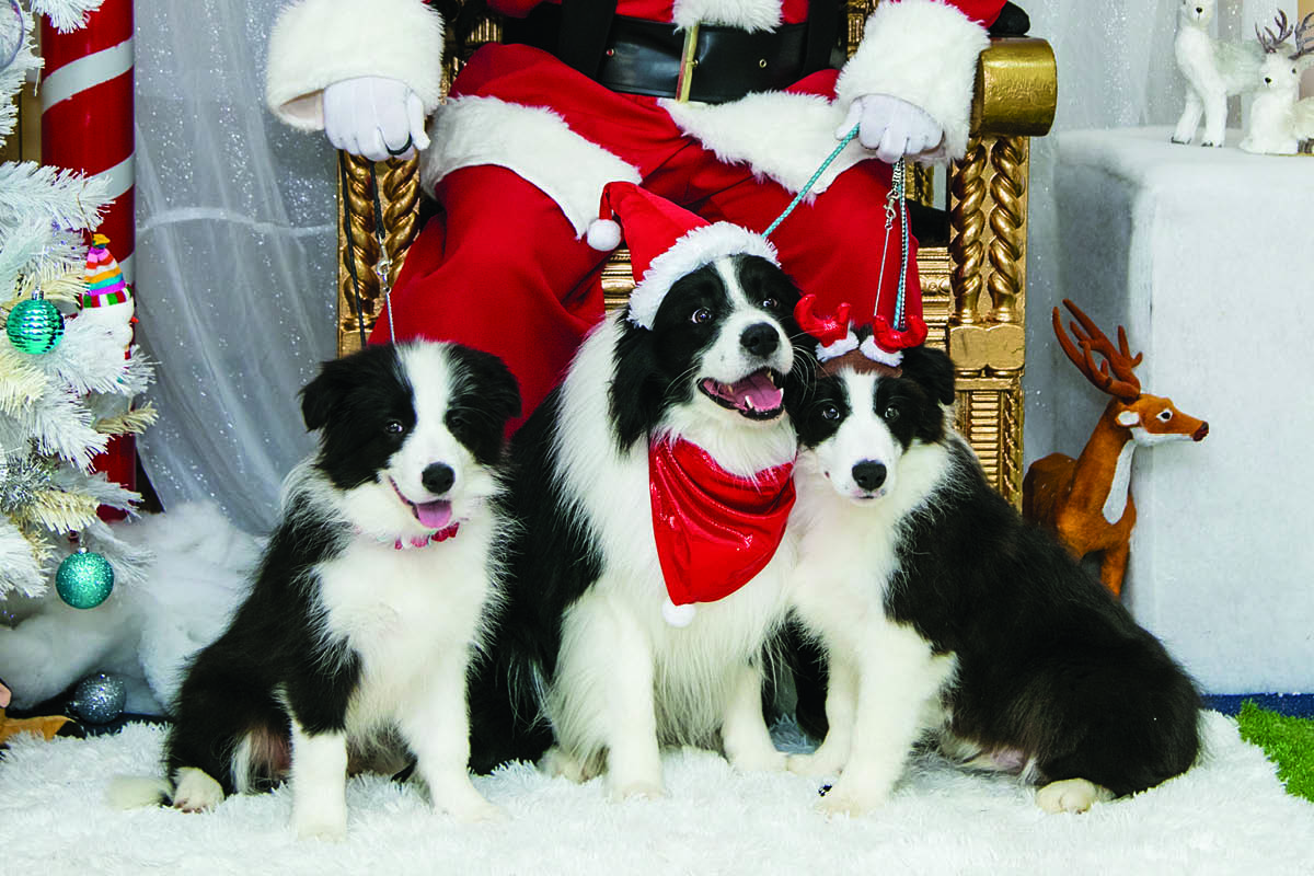DOGS NSW Public Relations Events Committee Christmas Championship Show