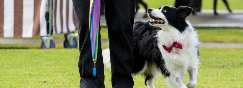 dances-with-dogs
