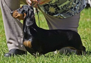 Breeder - Ms Nerida Gilfillan