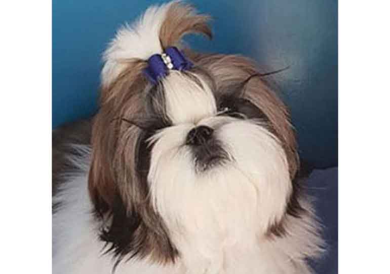 Breeder Gallery Large Image
