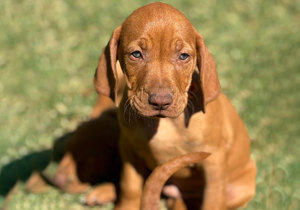 Breeder - Mrs Camilla Tonkin