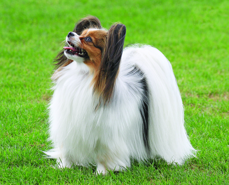 Cabal 2. papillon