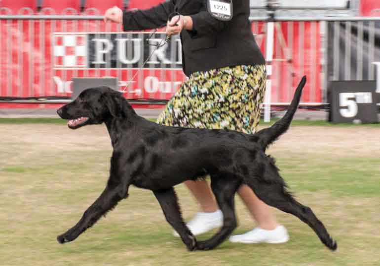 Breeder Gallery Large Image