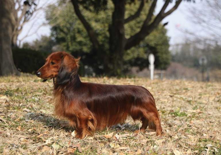 dachshund_rabbit_long_haired___miniature_long_haired
