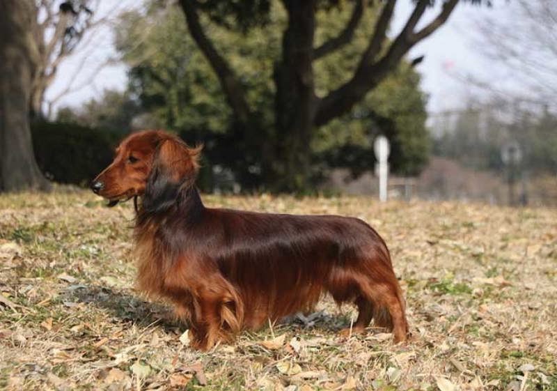Breed Standard - Dachshund Rabbit Long Haired & Miniature Long Haired