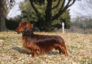 dachshund_rabbit_long_haired___miniature_long_haired