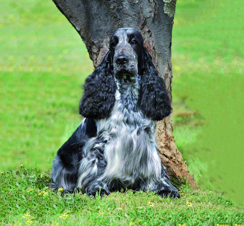 Wobbledog. noah 016 lo res