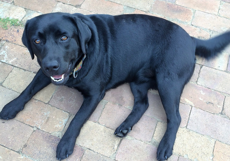 Breeder - Ms Annie Kraefft
