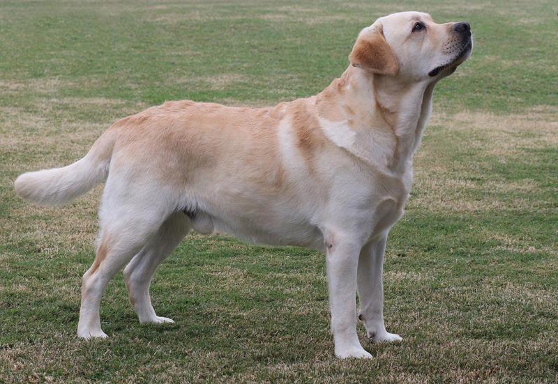 Lab show. Cabal Canine Candids