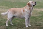 Lab show. Cabal Canine Candids