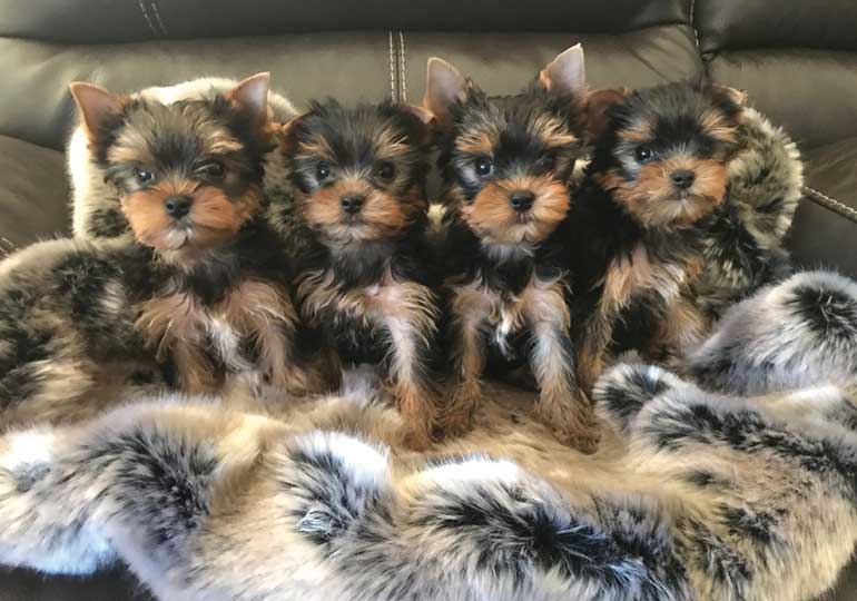 Breeder Gallery Large Image