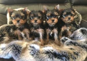 Breeder - Mrs Alanna Burton