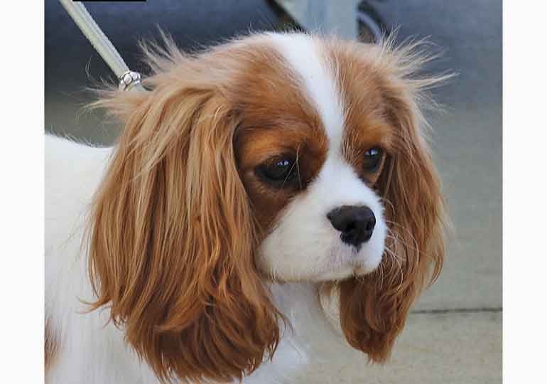 Breeder Gallery Large Image