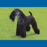 kerry_blue_terrier