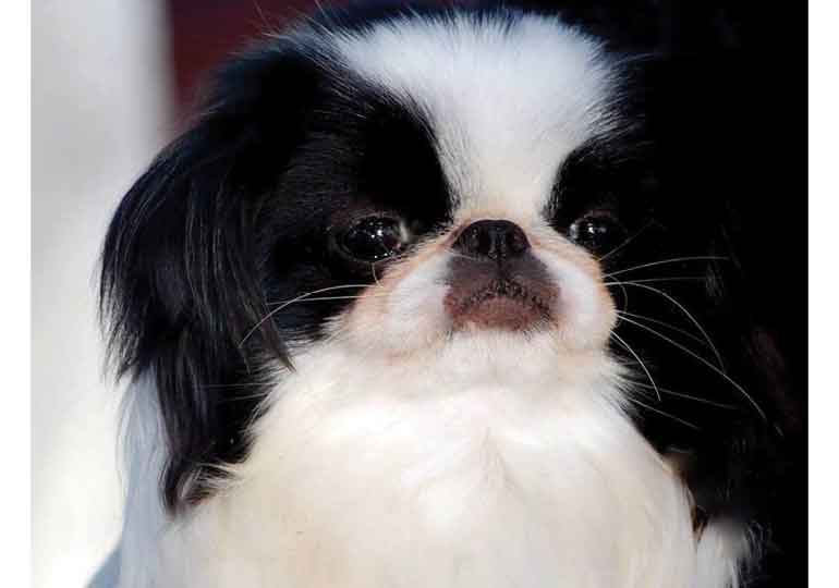 Breeder Gallery Large Image