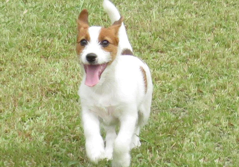 Breeder Gallery Large Image