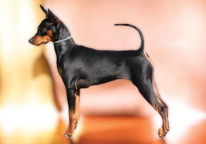 Breeder - Ms Kathy Potts