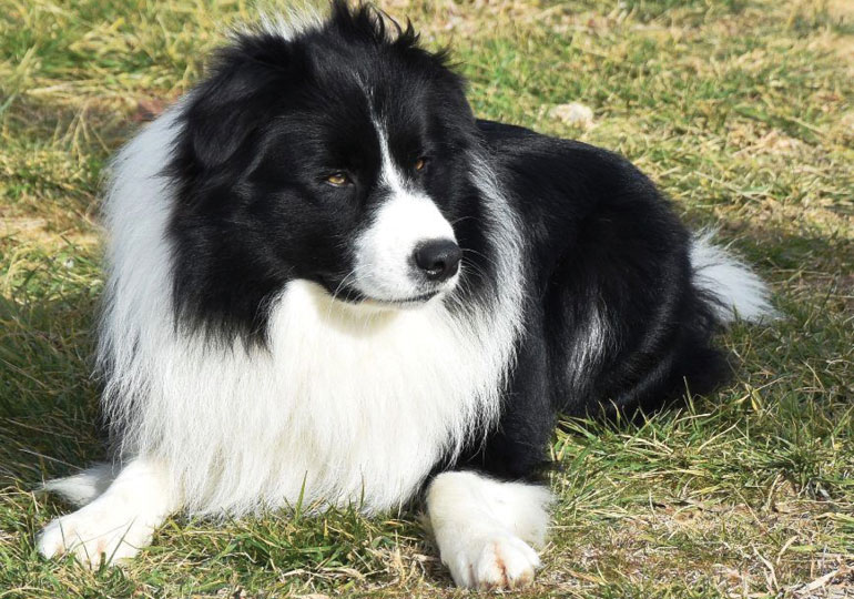 Breeder Gallery Large Image