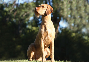 hungarian_wirehaired_vizsla