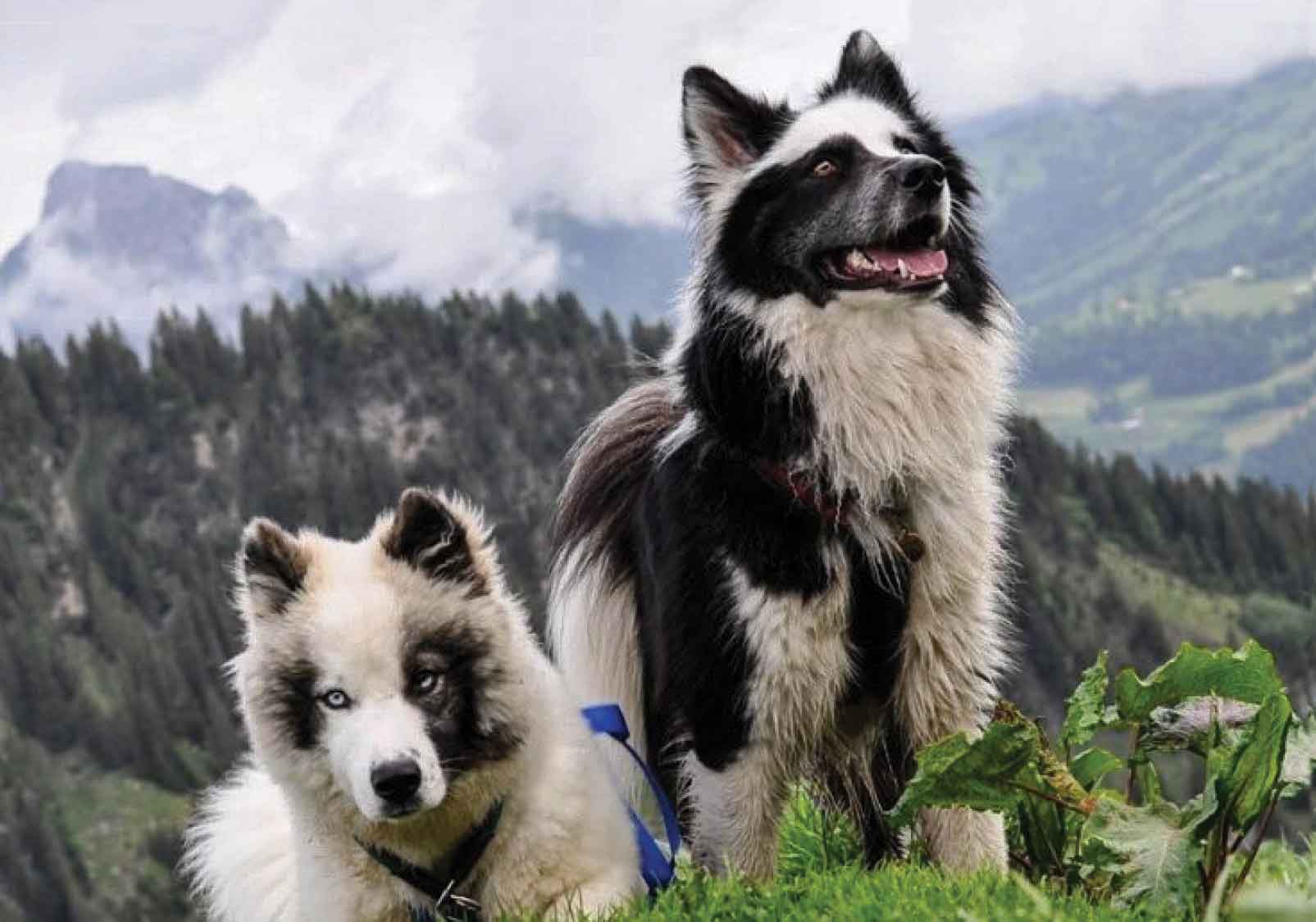 yakutian_laika