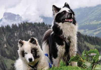 yakutian_laika
