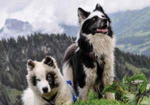 yakutian_laika