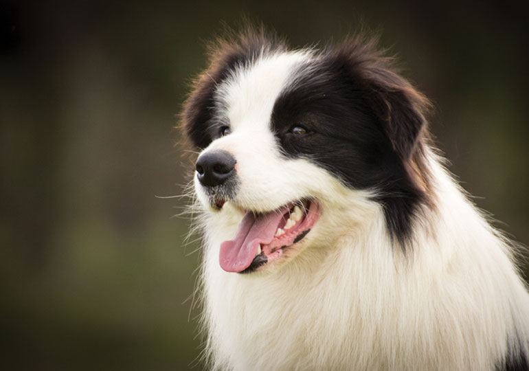 Breeder Gallery Large Image
