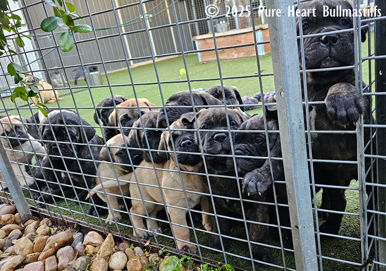 Breeder Gallery Large Image