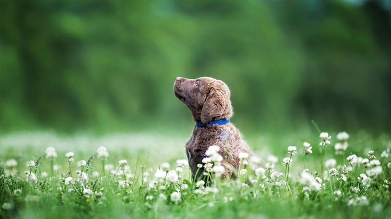 Chesapeake_Bay_Retriever850