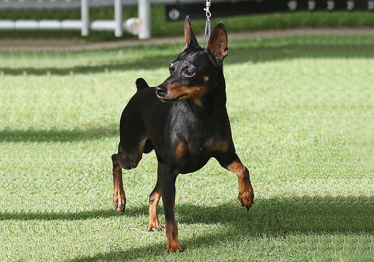 Breeder Gallery Large Image