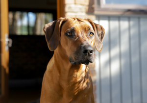 Breeder - Ms Caitlin Hawkins