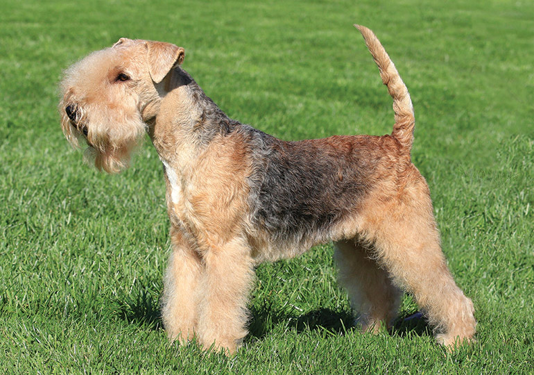 lakeland_terrier