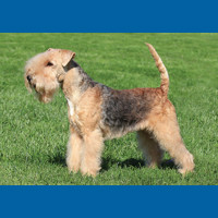 lakeland_terrier