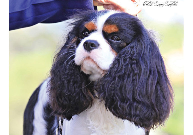 Breeder - Mr Sam Axiak