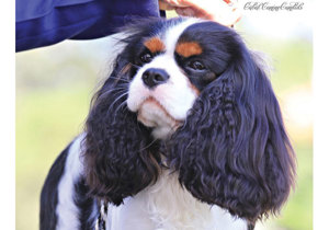 Breeder - Mr Sam Axiak