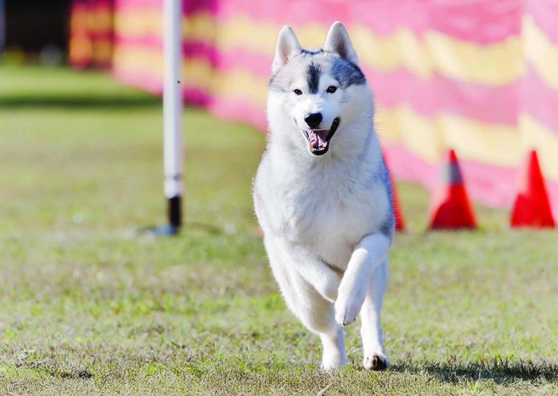 Pet Photography by Nikki. Submitted by Tiarne Tattersall