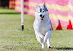 Pet Photography by Nikki. Submitted by Tiarne Tattersall