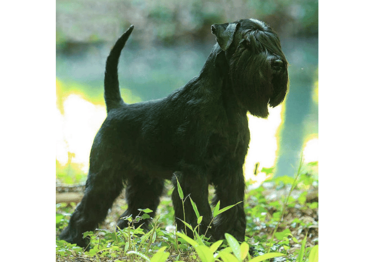 Breeder Gallery Large Image
