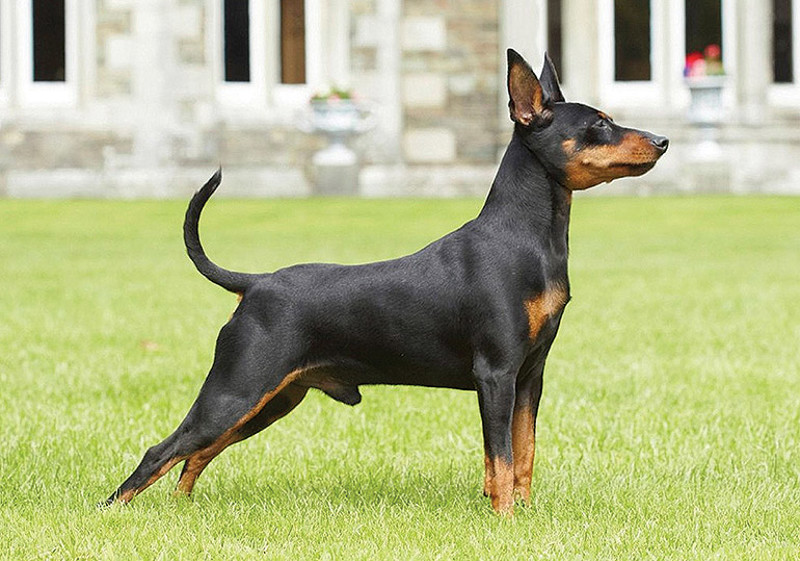 Breed Standard - Miniature Pinscher