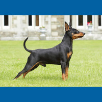 miniature_pinscher