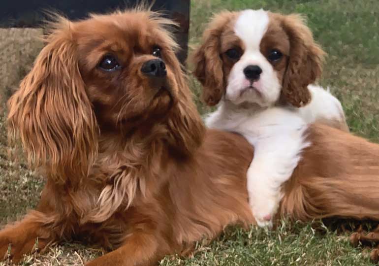 Breeder Gallery Large Image